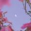 Flower Rain Flower Rain