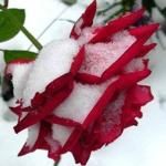 Денис Смирнов - Розы отцветают в Ноябре... Розы отцветают в Ноябре...