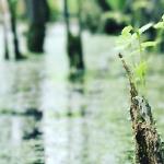 Морра М - В жилах моих зеленеет вода В жилах моих зеленеет вода
