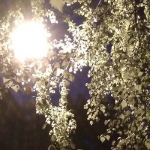 Хокку 190518
