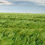 Ветер рассказывает о Вальдемаре До и его дочерях