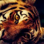 The Tyger