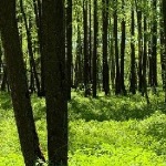 Ирина Игнатова - На сердце пусто, но от этого радостно На сердце пусто, но от этого радостно