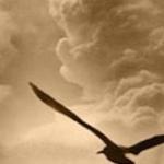 Nomen est omen - *** ***