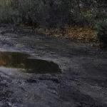 Галина Гвоздецкая - Лужи на асфальте... Лужи на асфальте...