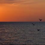 Анна Трофимцова - О море... О море...