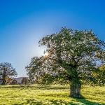 William Shakespeare - Sonnet 18: Shall I compare thee to a summer’s day? Sonnet 18: Shall I compare thee to a summer’s day?