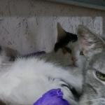 Приюту "Кот в Окошке" посвящаю
