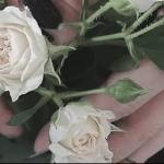 Марина Дятлова - Смерть Смерть