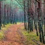 Осень в окно стучится