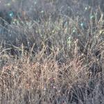 Ксения Пасечник - Эльфы туманных рос Эльфы туманных рос