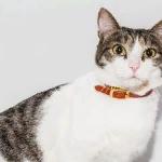 Екатерина Хозяинова - Праздничная речь кота Бориса Праздничная речь кота Бориса