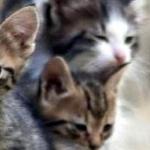 Жанна Арман - КОТЯТА КОТЯТА