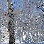 Елена Лоссенару - Берёза снегом запорошена... Берёза снегом запорошена...
