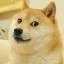 Dogs Dogs