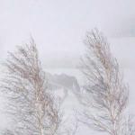 К предновогодью