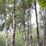 Светлана Печенкина (Хохлова) - Родная сердцу Русь Родная сердцу Русь