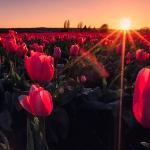 Мария - Багряная тень на железе улицы... Багряная тень на железе улицы...