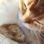 Кошка