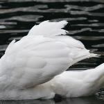 Mary Oliver - The Swan The Swan