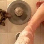 ПетроВИЧ - Котец Колобочек-2 Котец Колобочек-2