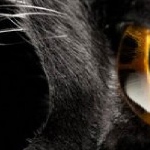 ЧЕРНАЯ КОШКА