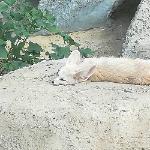 Анна Боровикова - Всевидящее да неусыпное Всевидящее да неусыпное