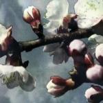 Анастасия Белорецкая - Были планы да сплыли, застыли, залипли мы... Были планы да сплыли, застыли, залипли мы...