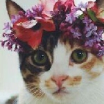 Анна Савельева - Кошачья душа Кошачья душа