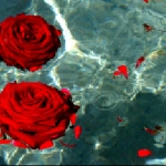Анна Савельева - Роберт Бёрнс - Red Red Rose - мой перевод Роберт Бёрнс - Red Red Rose - мой перевод